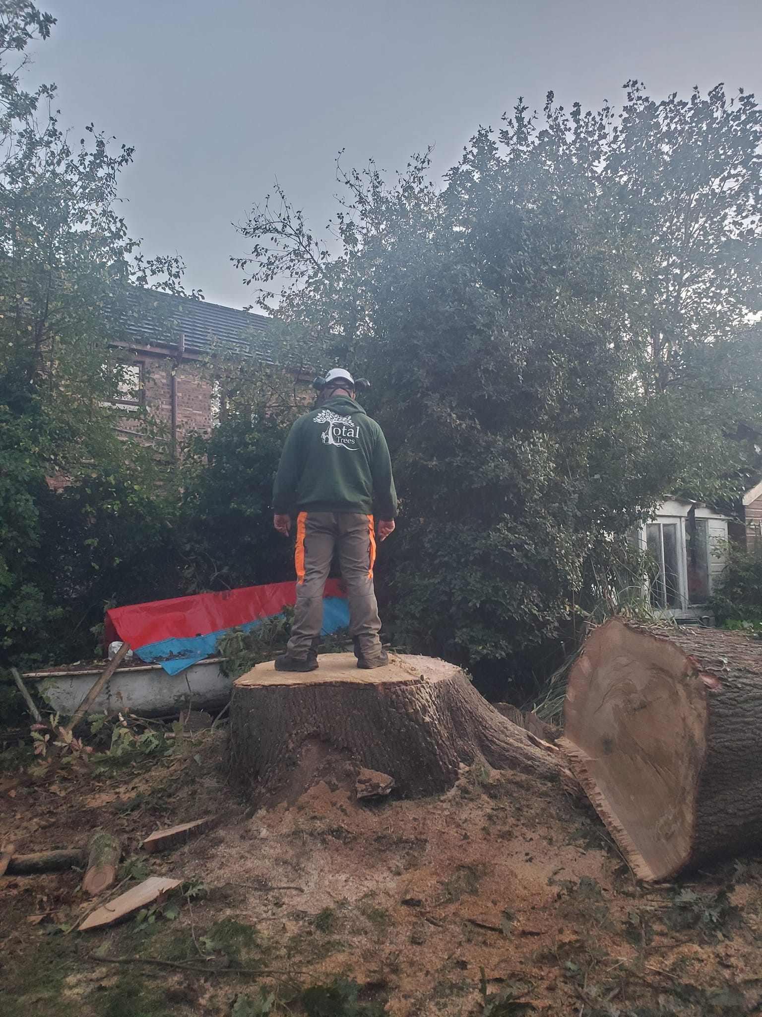 Total Trees Ltd staff standing on log cut down