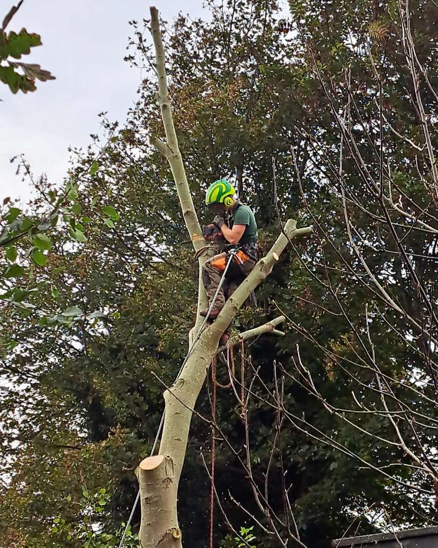 Staff cutting branches off tree attached to tree