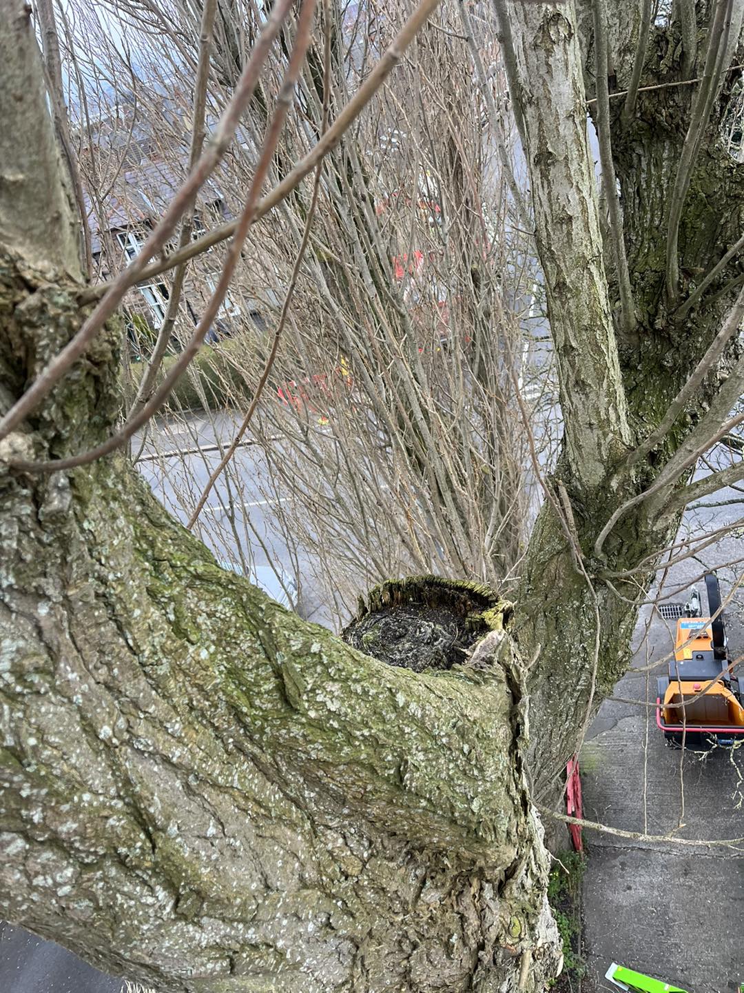 Tree surgeon showing tree before removal