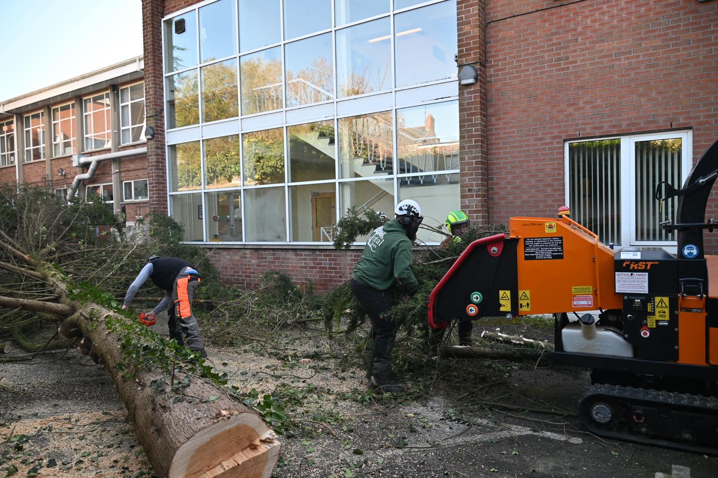 tree removal beside building