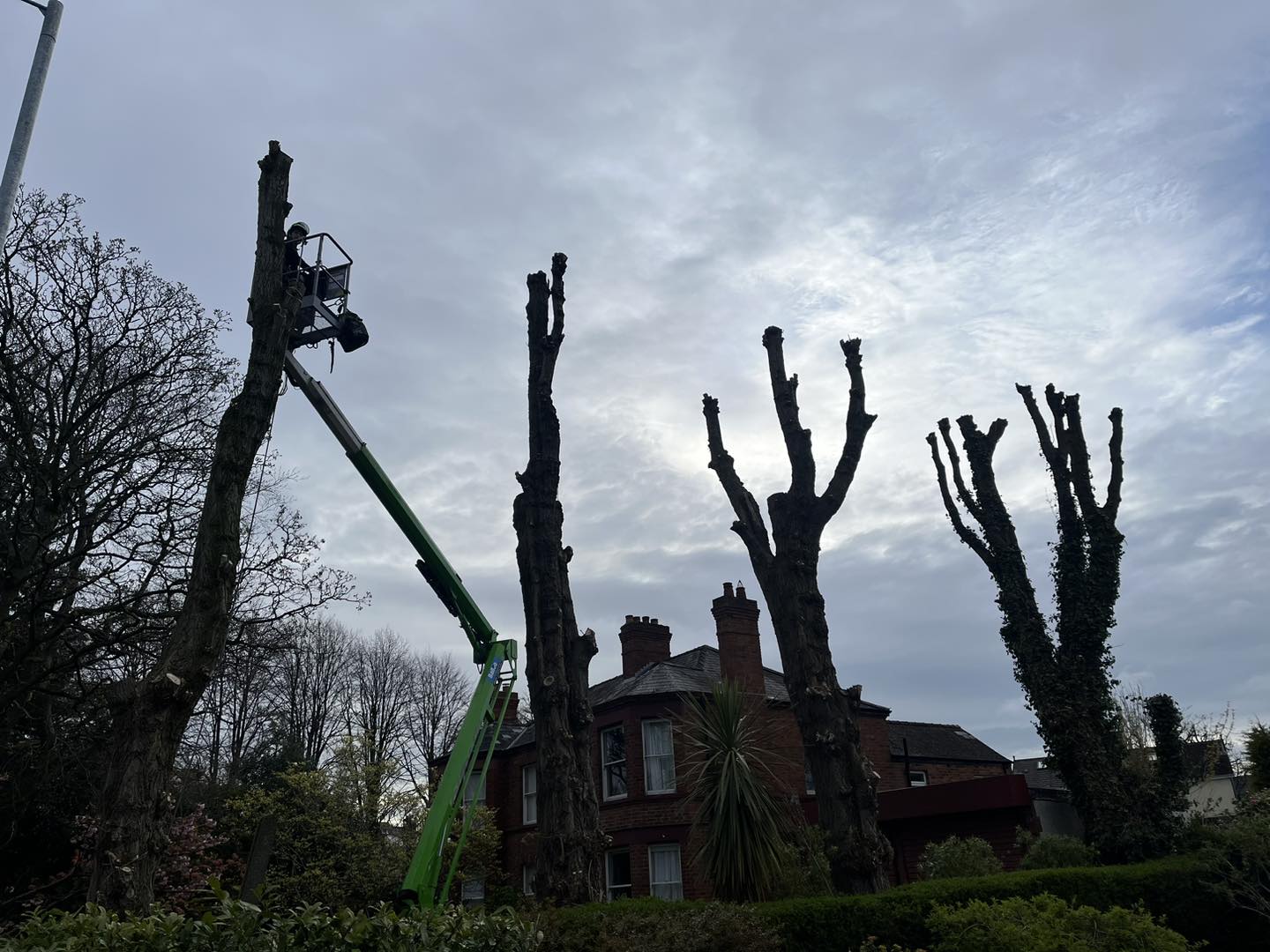 Trees trimmed down of branches