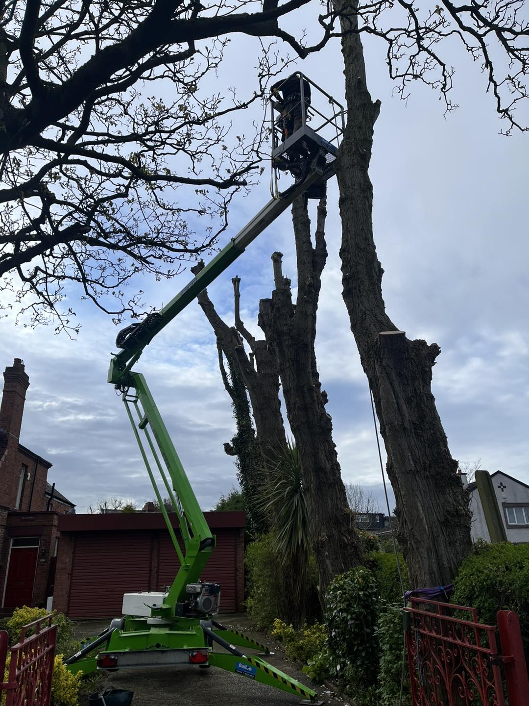 crane carrying tree for no drop zone