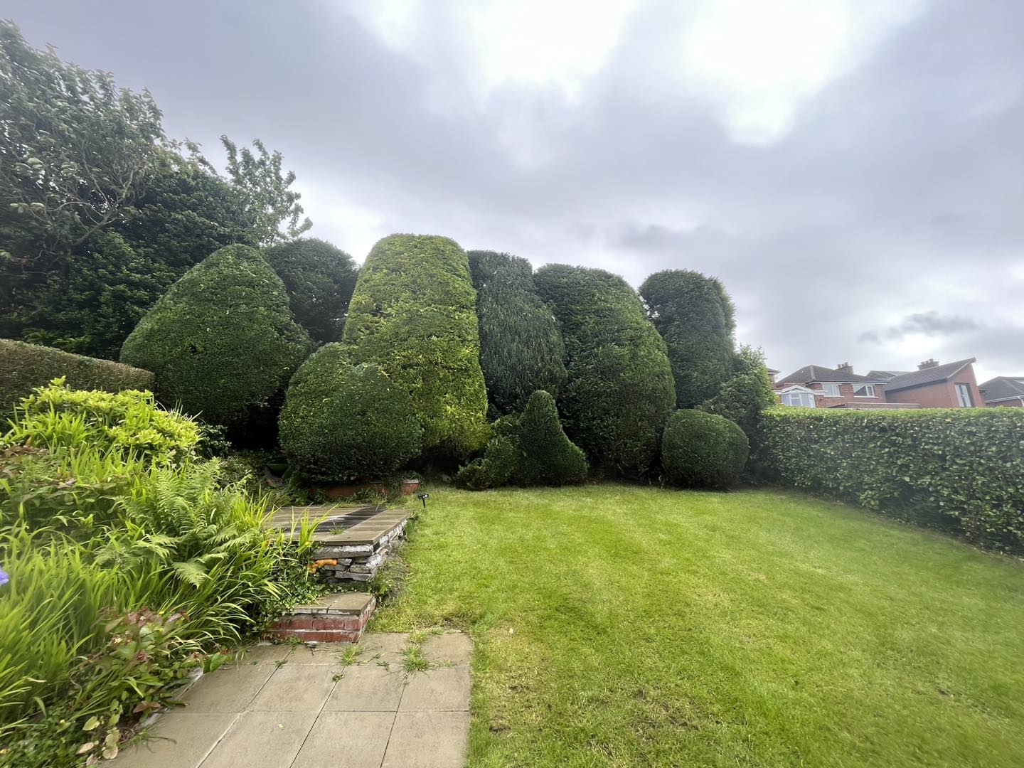 freshly trimmed hedges by total tree ltd