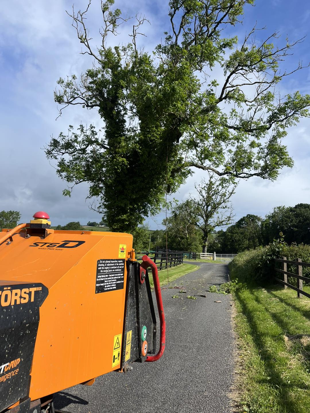 Tree before removal prepping for clearing