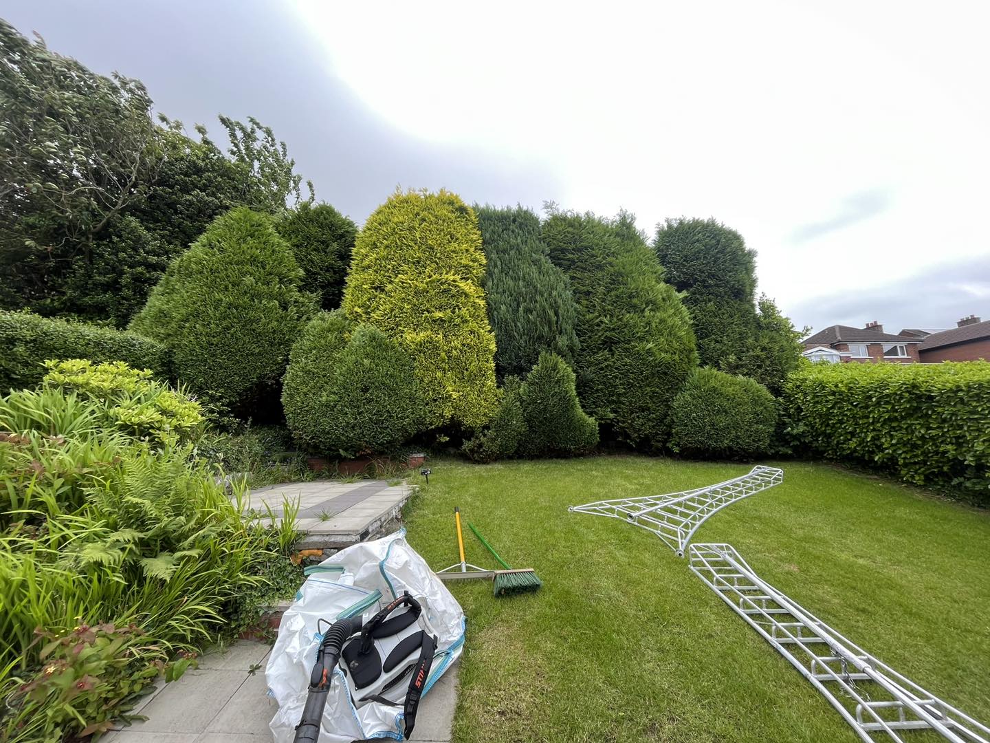 before trimmed hedges by total tree ltd