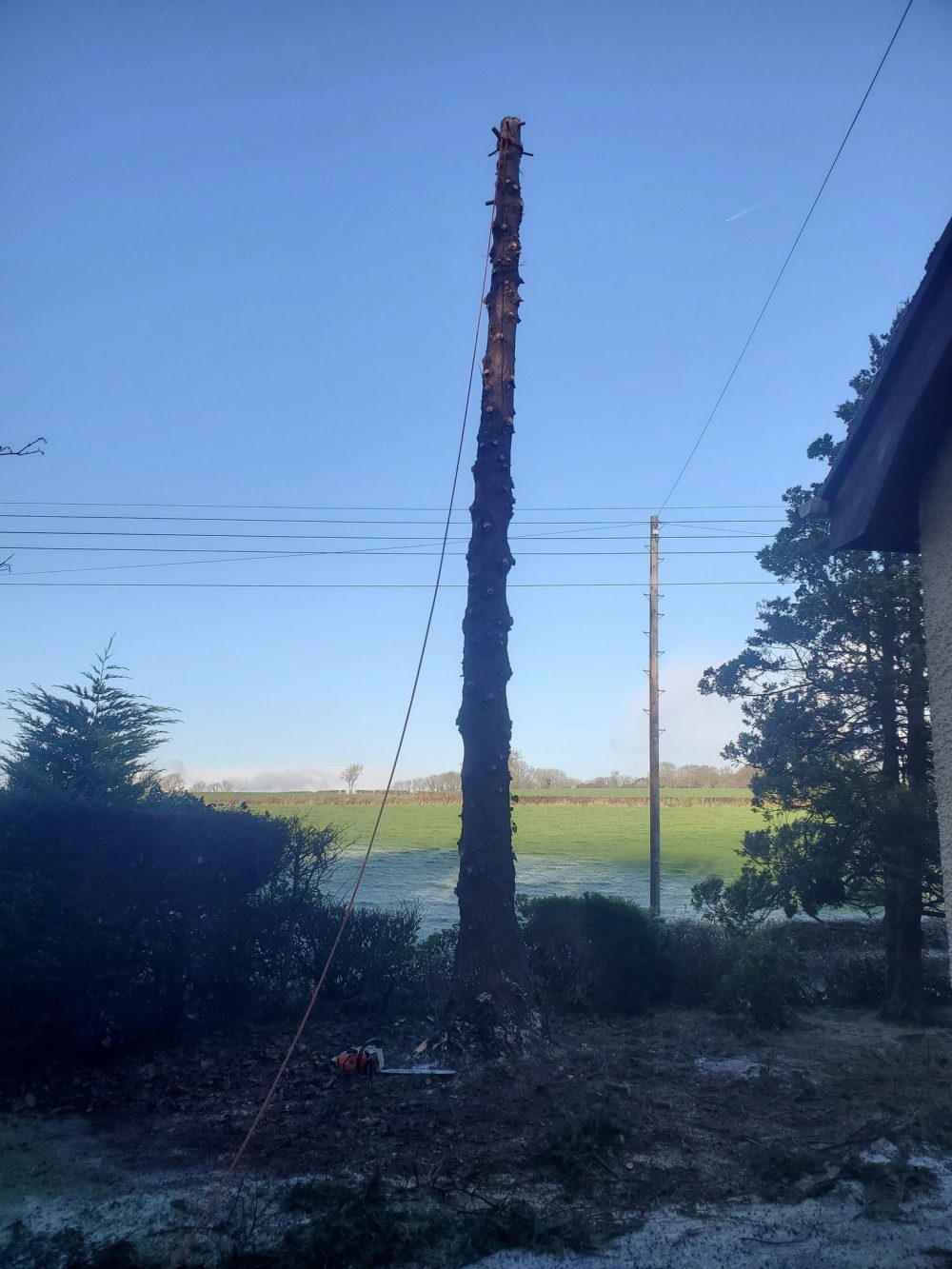 480810085_122267091890003715_3409477037396840888_n Tree with branches removed