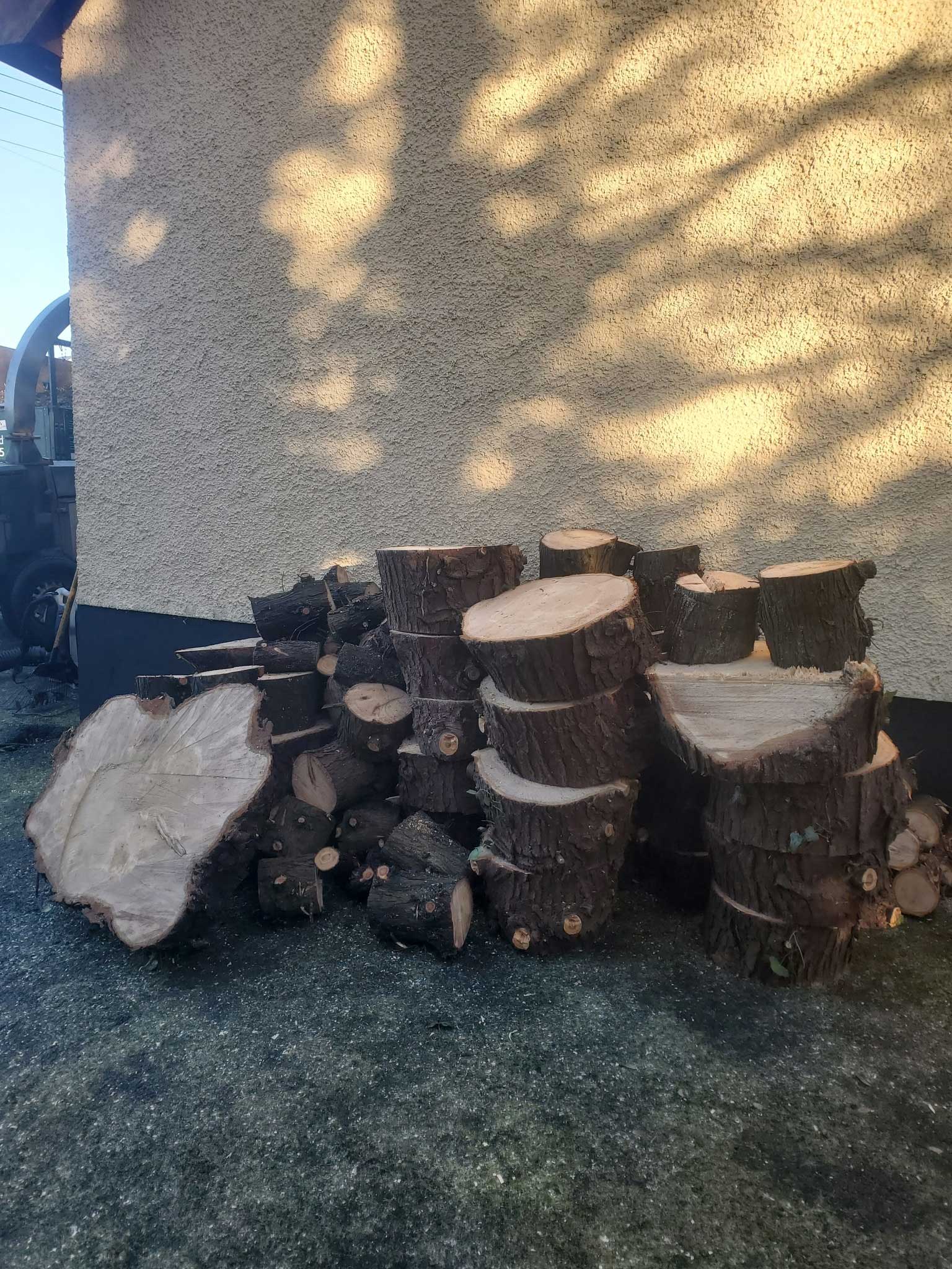 logs from tree cut down removal