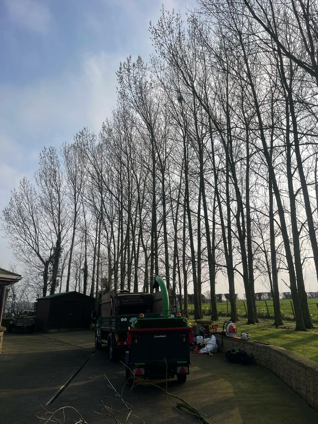 trees before removal Craigavon