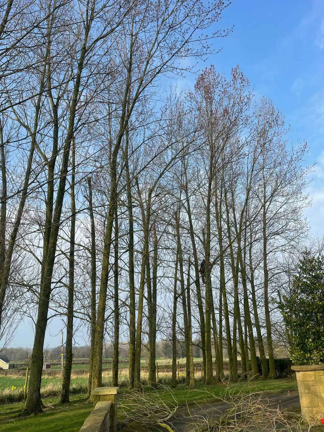 trees and man cutting them down