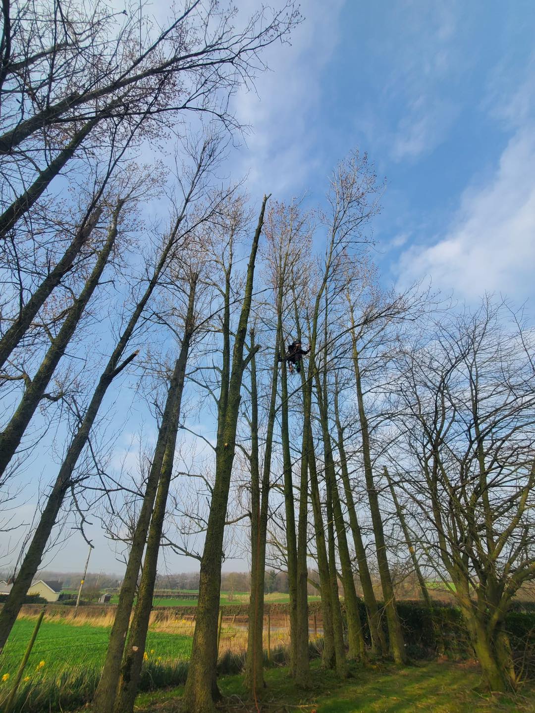 trees with lumberjack tree surgeon on branches total trees ltd