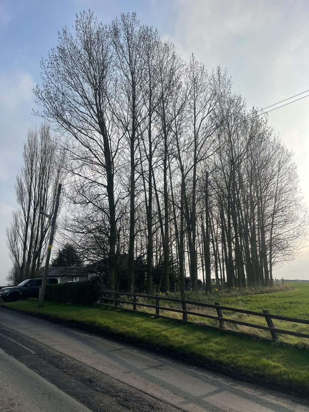 image of trees before cut down tree surgery and removal