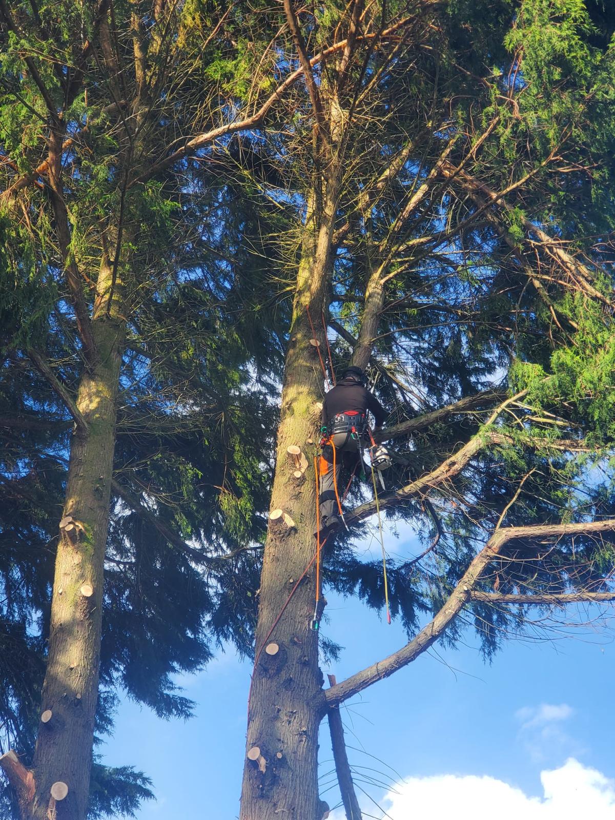 man on tree surgery trimming branches