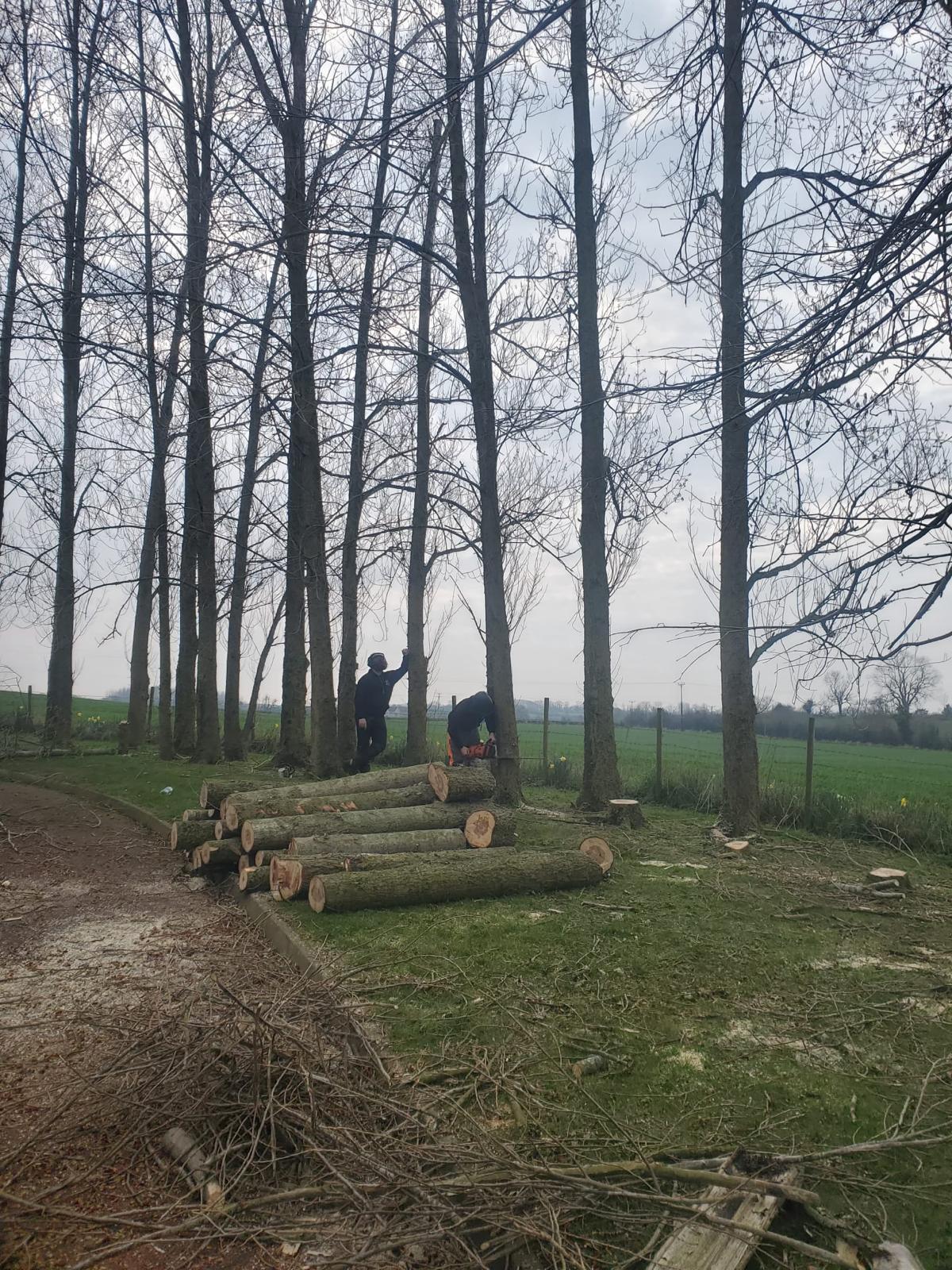 logs of trees chopped down and removed