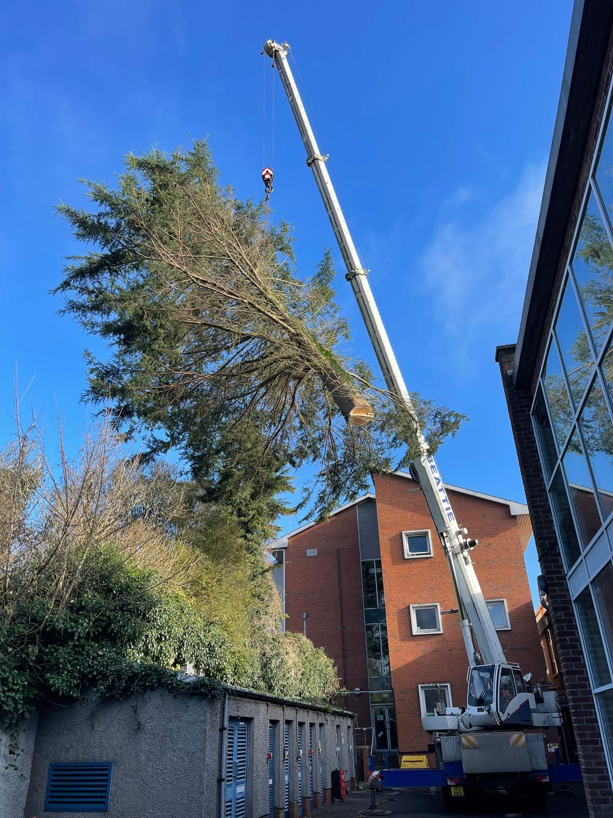 crane carrying tree for no drop zone