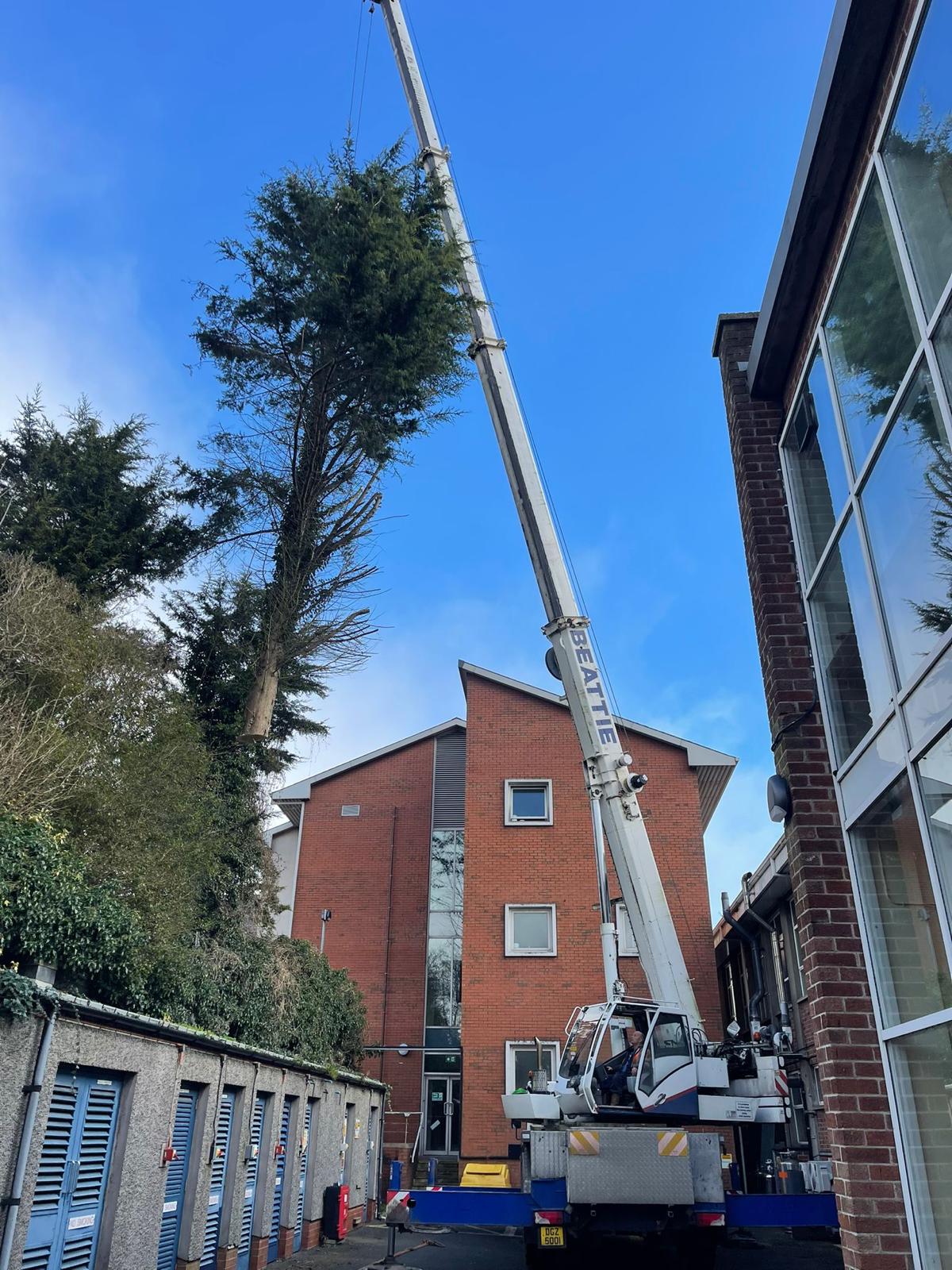 crane carrying tree for no drop zone