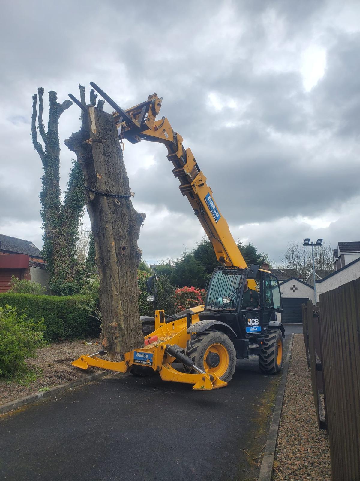 crane removing tree
