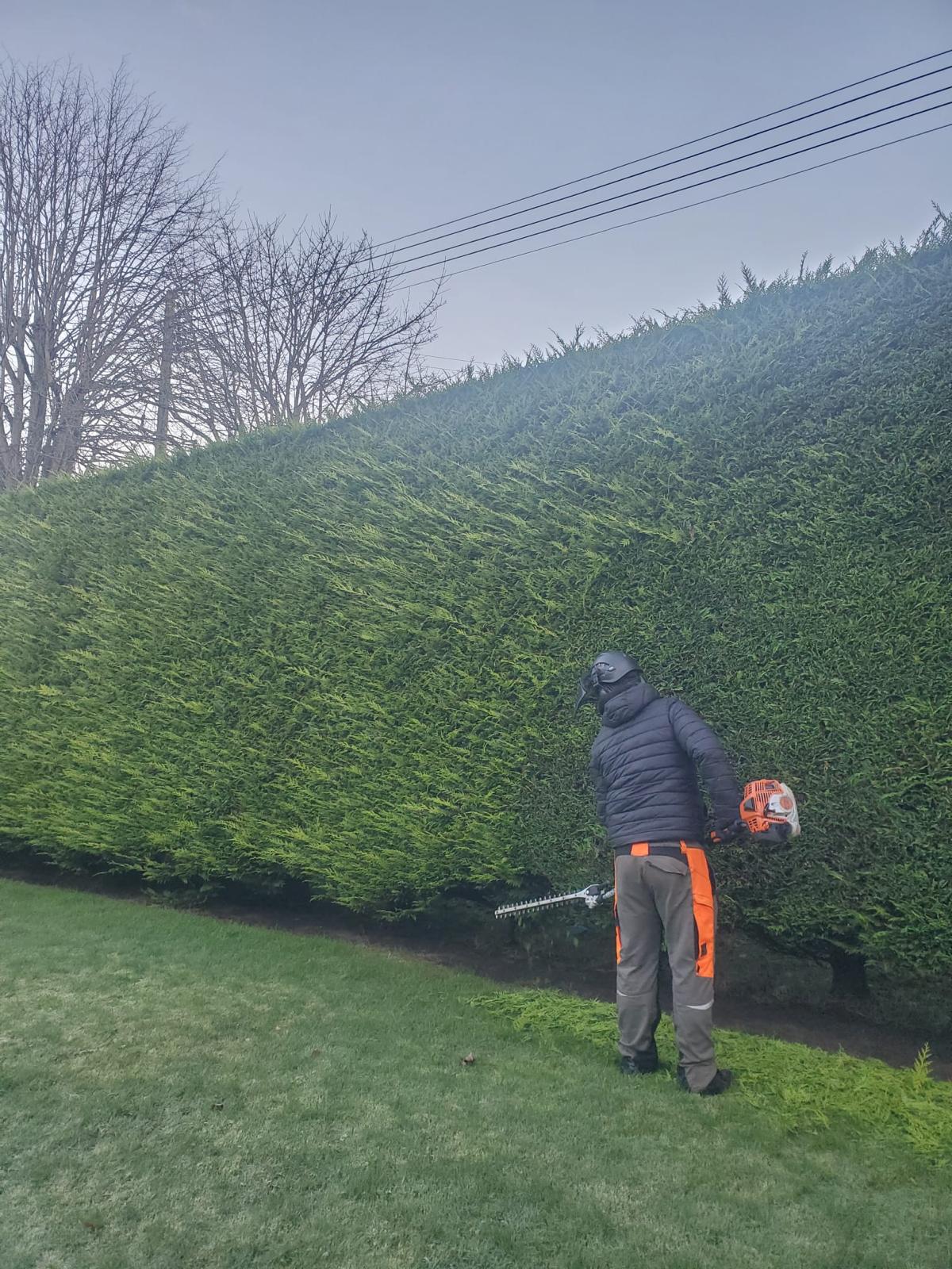 trimming hedges to keep tidy