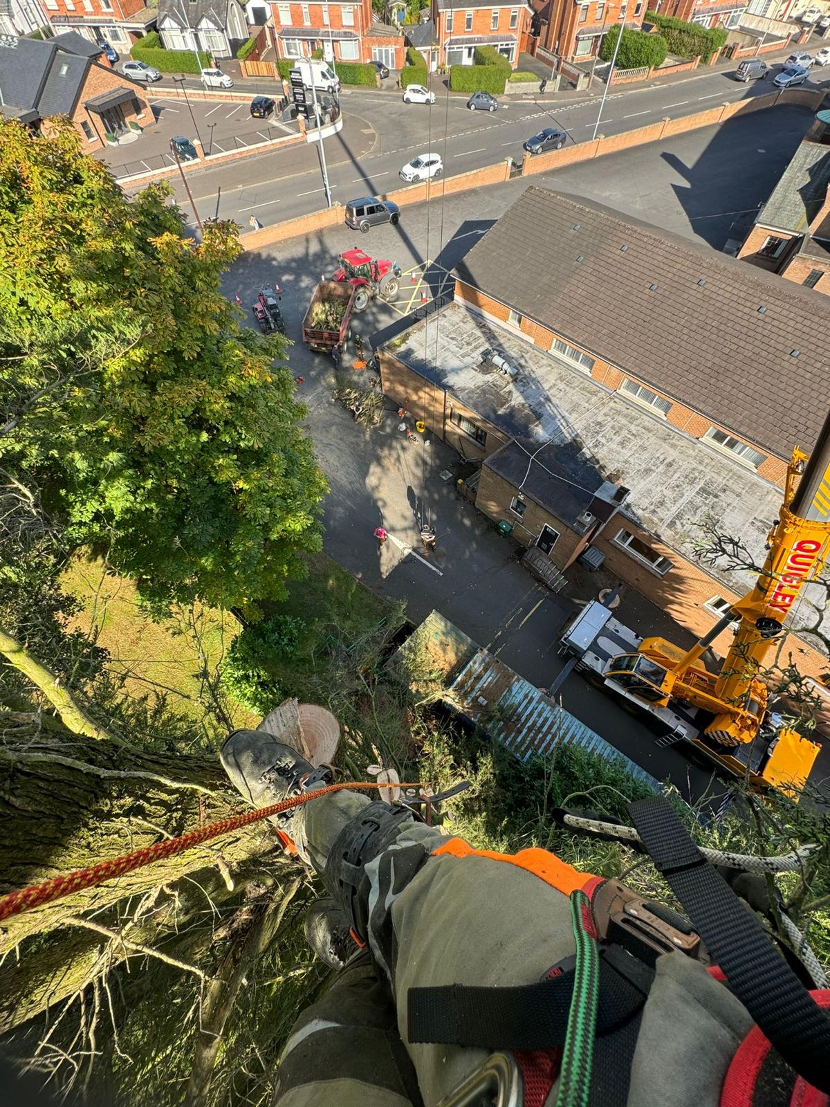 man on tree surgery trimming branches