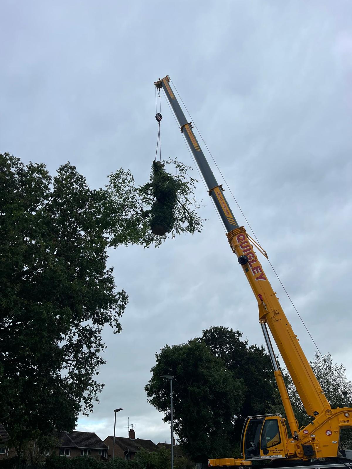 crane carrying log and trunk removal tree