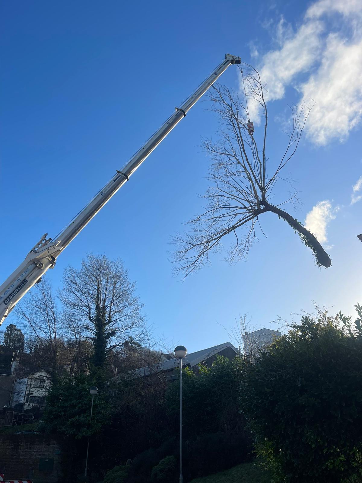 crane carrying tree for no drop zone