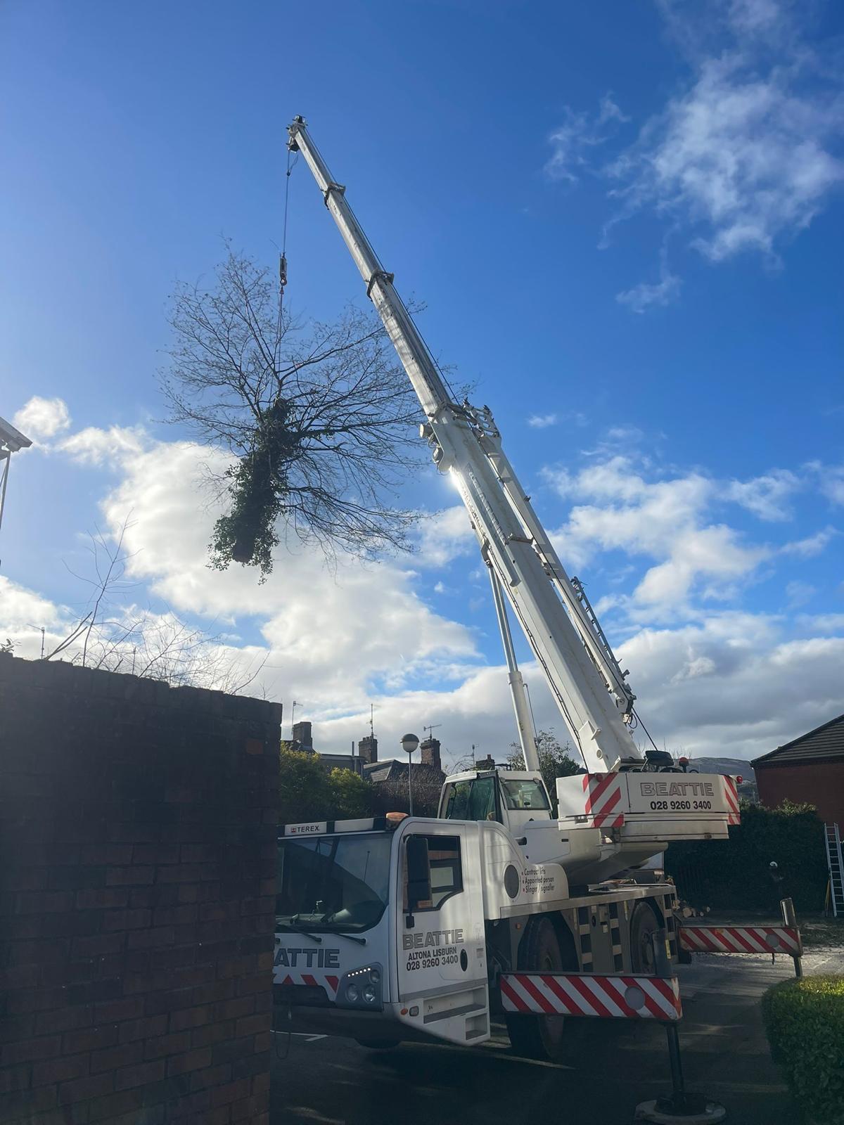 crane carrying tree for no drop zone total trees ltd