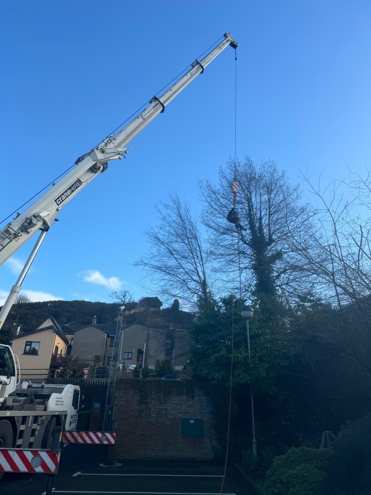 crane carrying tree for no drop zone