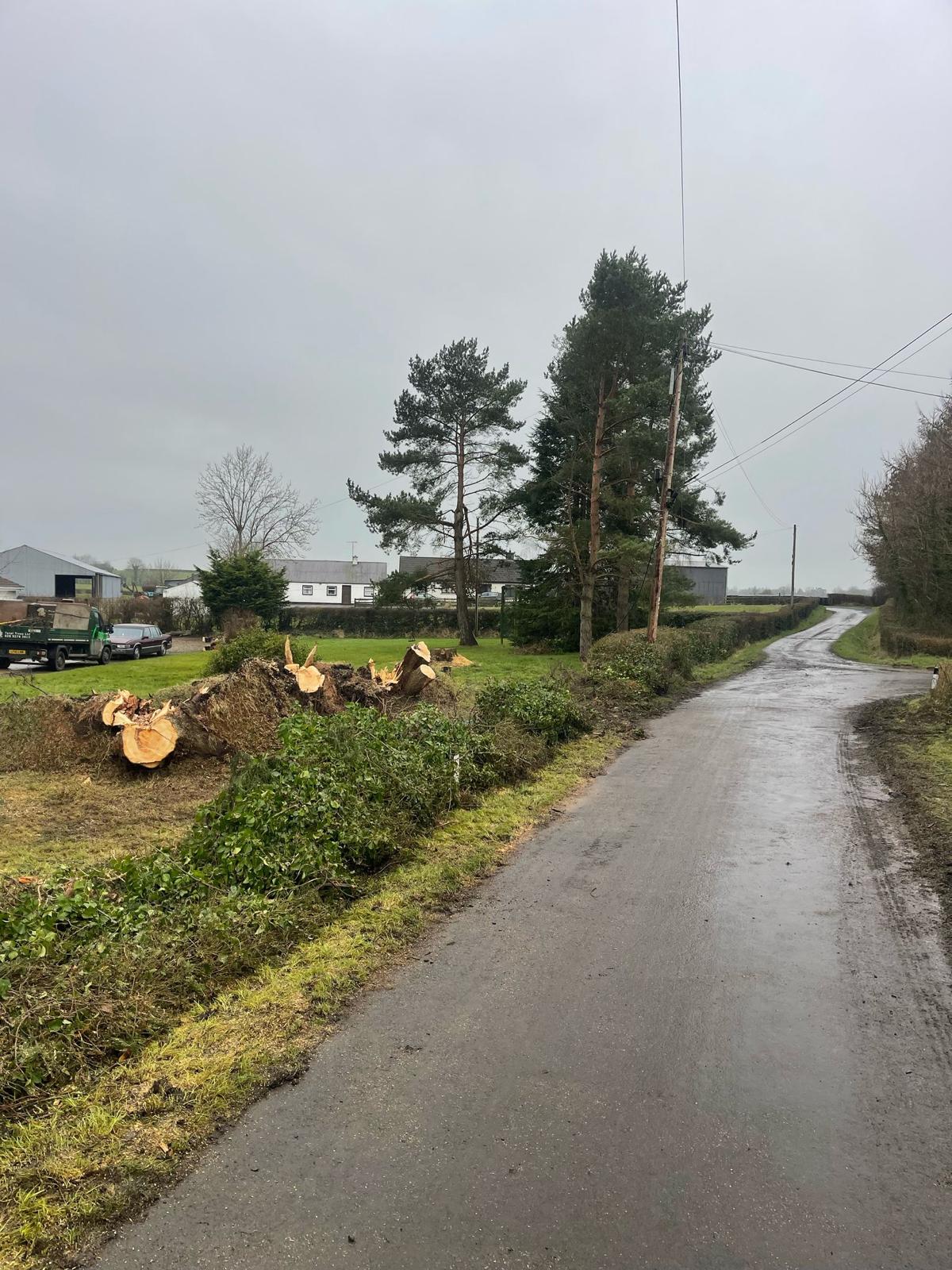 trees removed beside road trunks before grinding