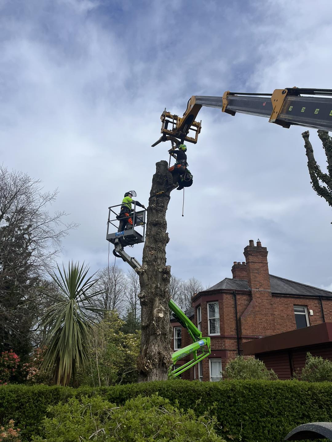 crane carrying tree for no drop zone
